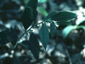 Sarcococca orientalis (sweet box) glossy evergreen foliage with white winter flowers
