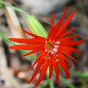 Silene laciniata
