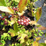 Viburnum nudum Pollinator shrub with seasonal fruit