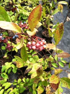 Viburnum nudum 'Pollinator' native smooth witherod shrub with foliage and flowers