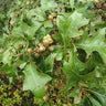 Quercus ilicifolia, bear oak, small sharp-lobed leaves silvery beneath on a gnarled, thicket-forming scrub oak.