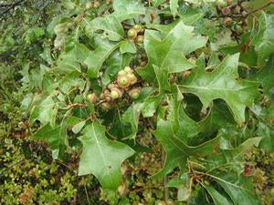 Quercus ilicifolia