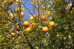 Citrus (X Citrus) Citrus sinensis x Ponciris trifoliata 'Carizzo'