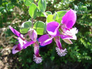 Polygala x dalmaisiana, sweet pea shrub, purplish-pink orchid-like flowers.