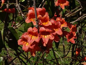 Bignonia capreolata 'Helen Fredel', crossvine, red-orange yellow-throated trumpet flowers