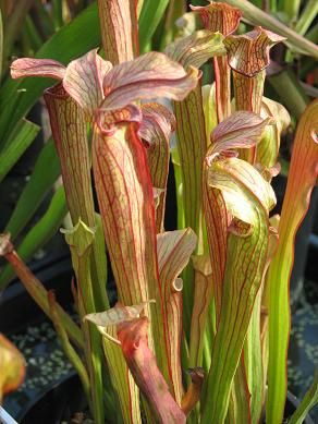 Sarracenia rubra