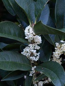 Osmanthus fragrans 'Fudingzhu'