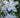 Iris japonica
