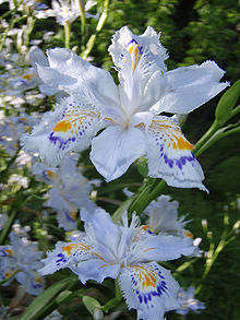 Iris japonica, shaga or fringed iris, with a fringed pale lavender-blue butterfly-like flower and a yellow crest above green fans