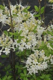 Alabama Azalea (Rhododendron alabamense) 7 Rhododendron alabamense "Frosty"