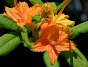 Rhododendron calendulaceum 'Dawn at the River' flame azalea, spring flowers in blended yellow, orange, and red.