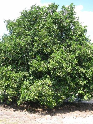Citrus aurantium 'Gou Tou', hardy sour orange, large rough-skinned orange fruit on an evergreen tree.