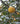Citrus obovoidea 'Bloomsweet'