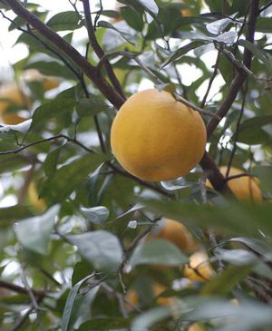 Citrus obovoidea 'Bloomsweet'