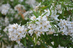Choisya 'Aztec Pearl', Mexican orange blossom, white star-shaped fragrant flowers over fine palmate evergreen leaves.