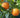 Citrus aurantium
