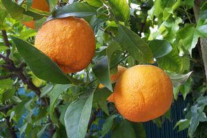Citrus aurantium, sour orange, showy round orange fruit with a thick bumpy rind.
