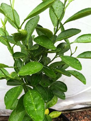 Citrus complex hybrid "Minneola x C. ichangensis x Temple"