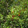 Ilex laevigata, smooth winterberry holly, bright red berries against glossy finely toothed deciduous leaves