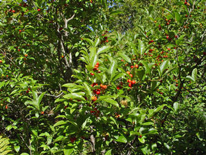 Ilex laevigata, smooth winterberry holly, bright red berries against glossy finely toothed deciduous leaves