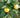 Citrus hybrid 'Yuzuquat'