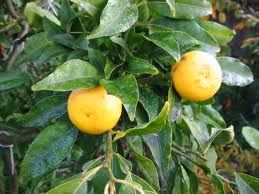 Citrus hybrid 'Yuzuquat'