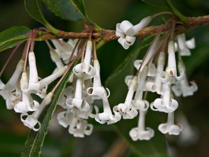 Osmanthus suavis