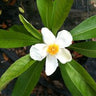 Gordlinia grandiflora tree with large white summer flowers
