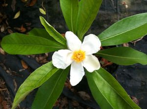 xGordlinia grandiflora
