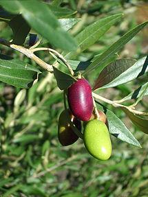 Olea europaea 'Lucques'