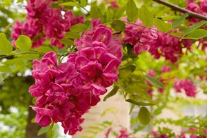 Rose-purple locust (Robinia), pendulous clusters of rose-purple pea flowers and compound leaves.