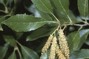 Alnus maritima, seaside alder, pendulous fall catkins and small woody cones on glossy toothed foliage