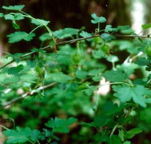 Ribes echinellum Miccosukee gooseberry, arching spiny stems with creamy hanging flowers.