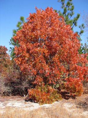 Quercus laevis turkey oak with glossy turkey-track leaves turning orange-red in fall on a sandy site