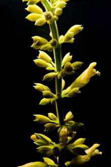 Salvia madrensis 'Red Neck Girl' clear yellow flower spikes on tall purple-red stems