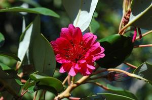 Rhodoleia henryi