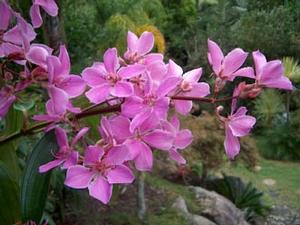 Tibouchina granulosa "Rosea"