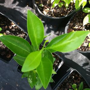 Citrus reticulata "Early St. Anne ?"