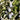 Silvery gray-green foliage of the Favarol olive, an old variety from the Garda Trentino in northern Italy.