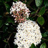 Fragrant Burkwood viburnum shrub with evergreen foliage