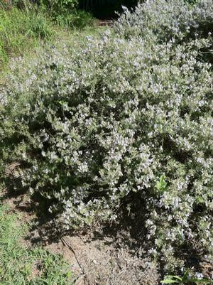 Conradina canescens 'Gray Mound' silver false rosemary, a low tidy mound of gray needle-like foliage