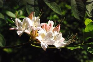 Rhododendron colemanii