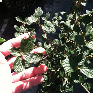 Viburnum dilatatum "Daruma Type"