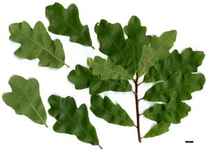Quercus margaretta sand post oak with small cross-shaped rounded-lobed leaves on dry sand