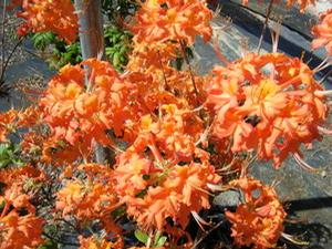 Rhododendron flammeum 'Florence' Oconee azalea, large clusters of bright orange flowers in spring.