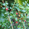 Ugni molinae Chilean Guava evergreen shrub with edible fruit