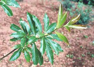 Schima argentia