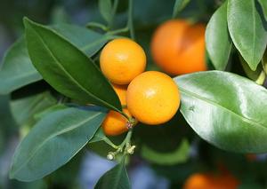 x Citrofortunella mitis 'Calamondin', calamondin orange, small orange fruit and glossy evergreen foliage