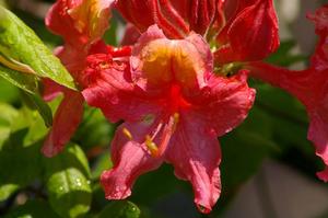 Rhododendron 'Colonel Mosby' azalea, large deep pink to salmon flowers with a golden-yellow flag in spring.