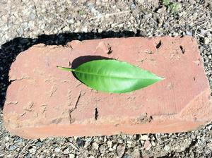 Citrus reticulata 'NuClem'
